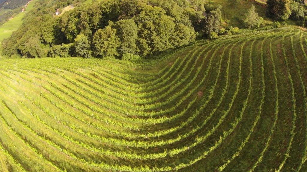 Weingut Albert, Familie Cramer Bed & Breakfast Kitzeck im Sausal Bagian luar foto