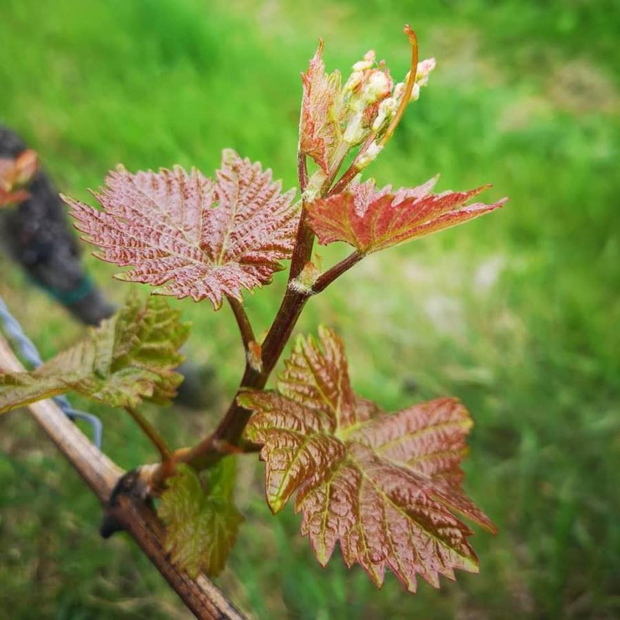 Weingut Albert, Familie Cramer Bed & Breakfast Kitzeck im Sausal Bagian luar foto